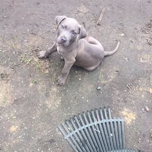 Meet your Posher, Donte